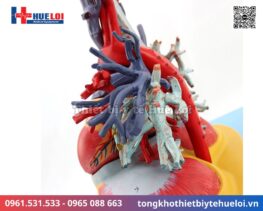 Mô hình giải phẫu tim phổi và các mạch máu lớn 13 giải phẫu tim phổi tháo rời