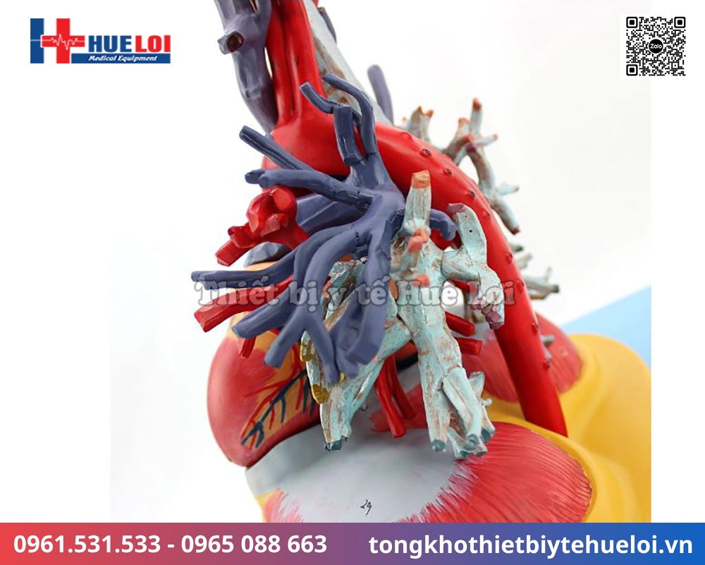 Mô hình giải phẫu tim phổi và các mạch máu lớn 19 giải phẫu tim phổi tháo rời