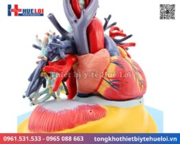 Mô hình giải phẫu tim phổi và các mạch máu lớn 12 giải phẫu tim phổi tháo rời