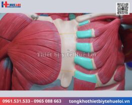 Mô hình giải phẫu cơ và nội tạng toàn cơ thể 170cm tháo rời 27 phần chi tiết 13 mô hình nội tạng người