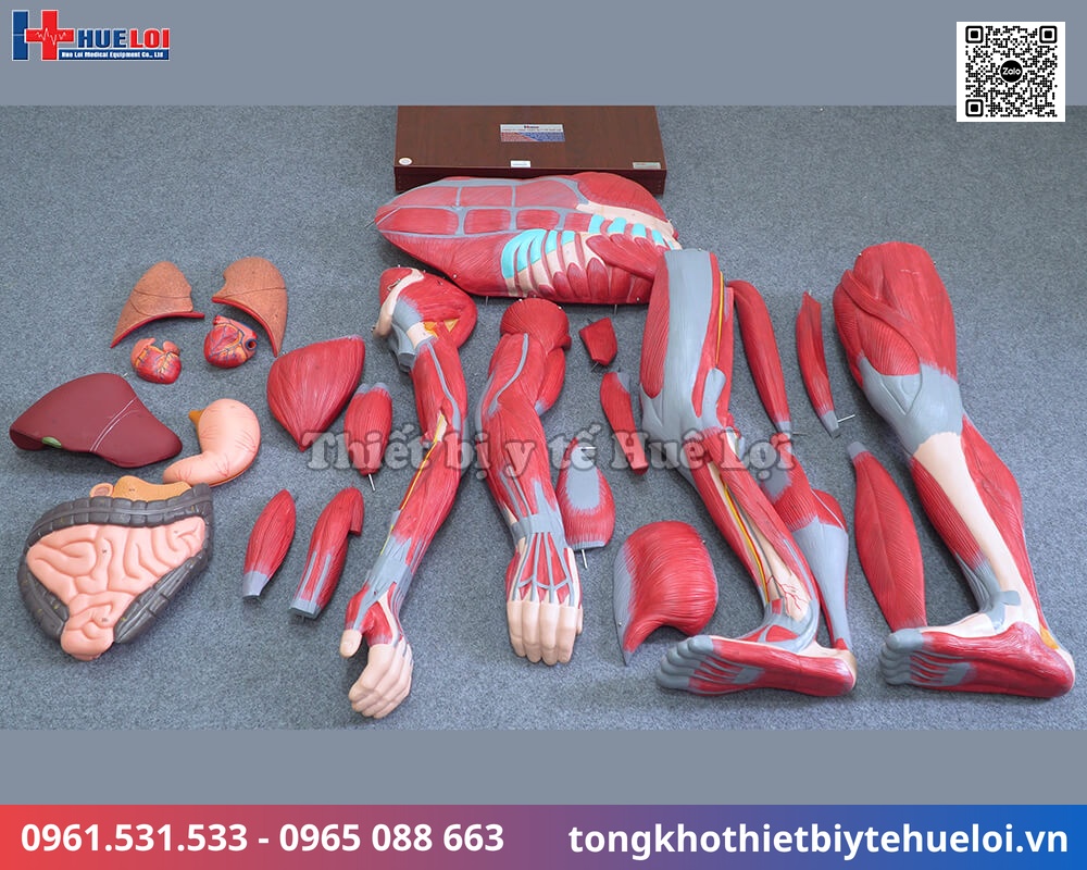 Mô hình giải phẫu cơ và nội tạng toàn cơ thể 170cm tháo rời 27 phần chi tiết 16 mô hình nội tạng người