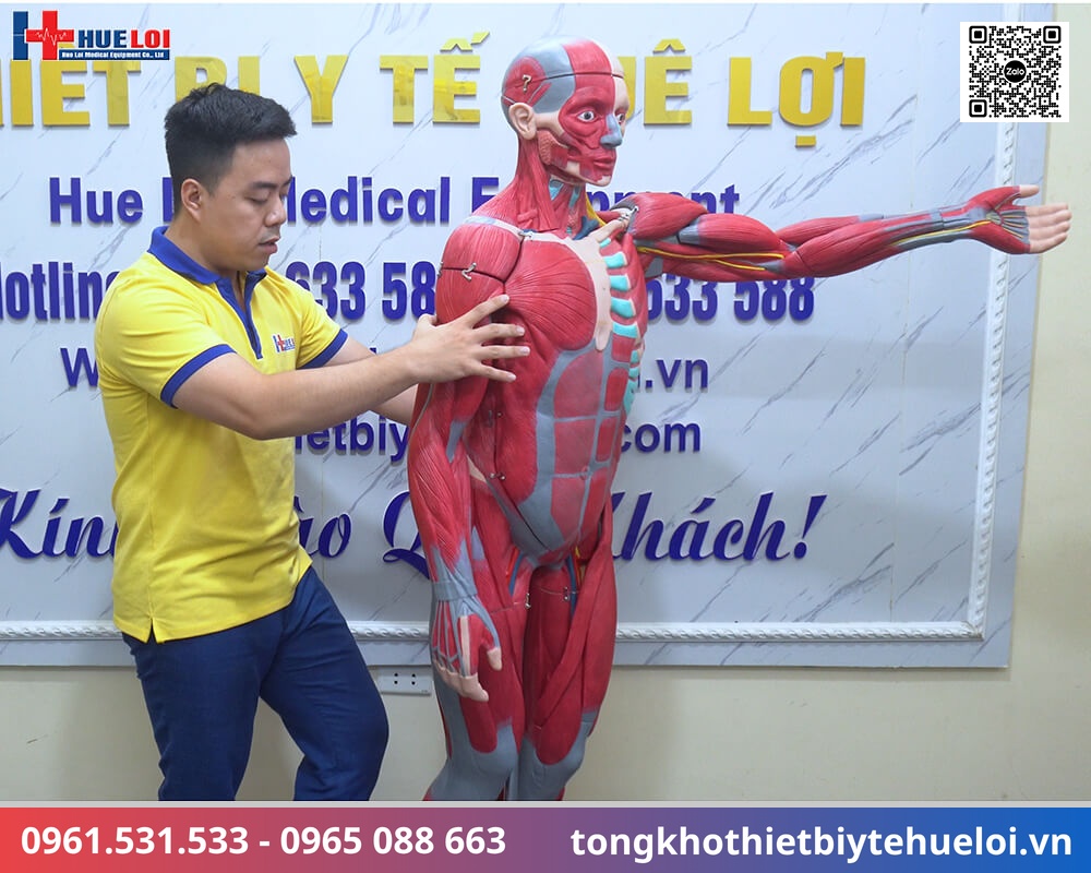 Mô hình giải phẫu cơ và nội tạng toàn cơ thể 170cm tháo rời 27 phần chi tiết 4 thiết bị giảng dạy giải phẫu