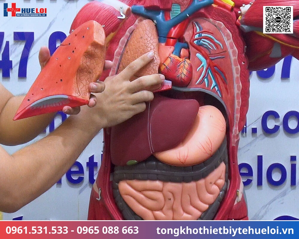 Mô hình giải phẫu cơ và nội tạng toàn cơ thể 170cm tháo rời 27 phần chi tiết 17 mô hình nội tạng người