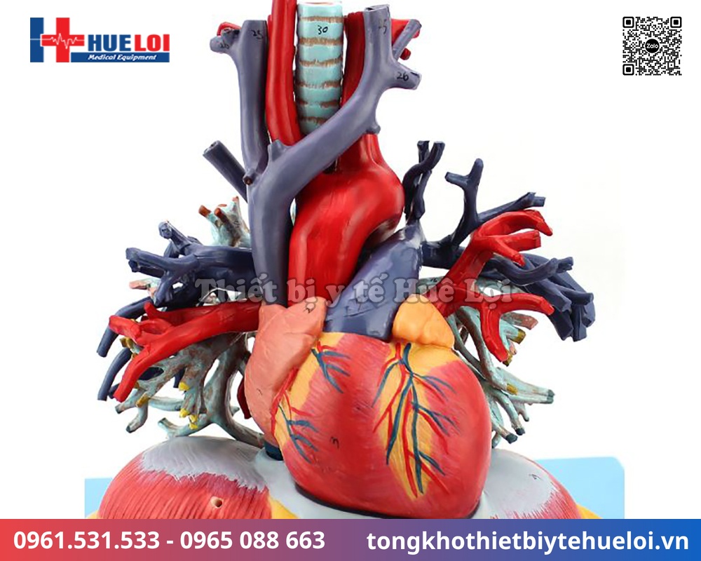 Mô hình giải phẫu tim phổi và các mạch máu lớn 17 mô hình hệ tuần hoàn tim phổi