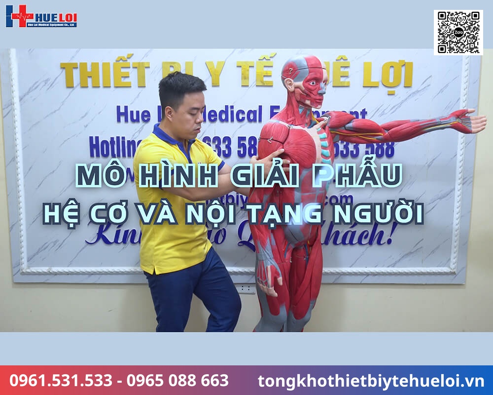 mô hình giải phẫu cơ và nội tạng toàn cơ thể