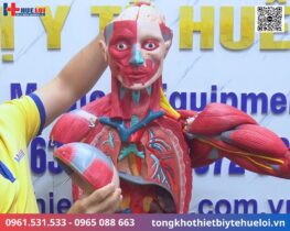 Mô hình giải phẫu cơ và nội tạng toàn cơ thể 170cm tháo rời 27 phần chi tiết 9 mô hình giải phẫu cơ thể người