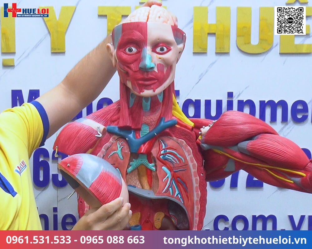 Mô hình giải phẫu cơ và nội tạng toàn cơ thể 170cm tháo rời 27 phần chi tiết 3 mô hình giải phẫu cơ thể người