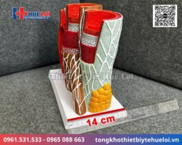 Giải phẫu thành mạch máu