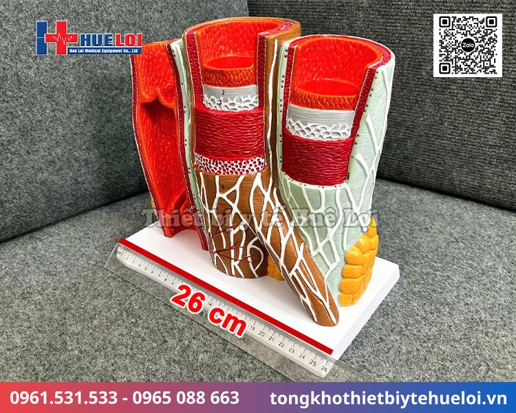 Mô hình giải phẫu các lớp mạch máu