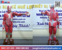 mô hình giải phẫu cơ và nội tạng toàn cơ thể