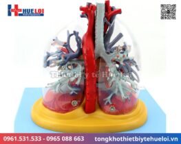 Mô hình giải phẫu tim phổi và các mạch máu lớn 9 Mô hình mạch máu chi tiết