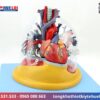 Mô hình giải phẫu tim phổi và các mạch máu lớn