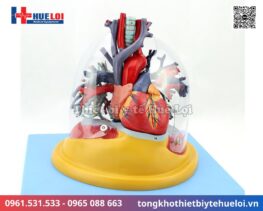Mô hình giải phẫu tim phổi và các mạch máu lớn